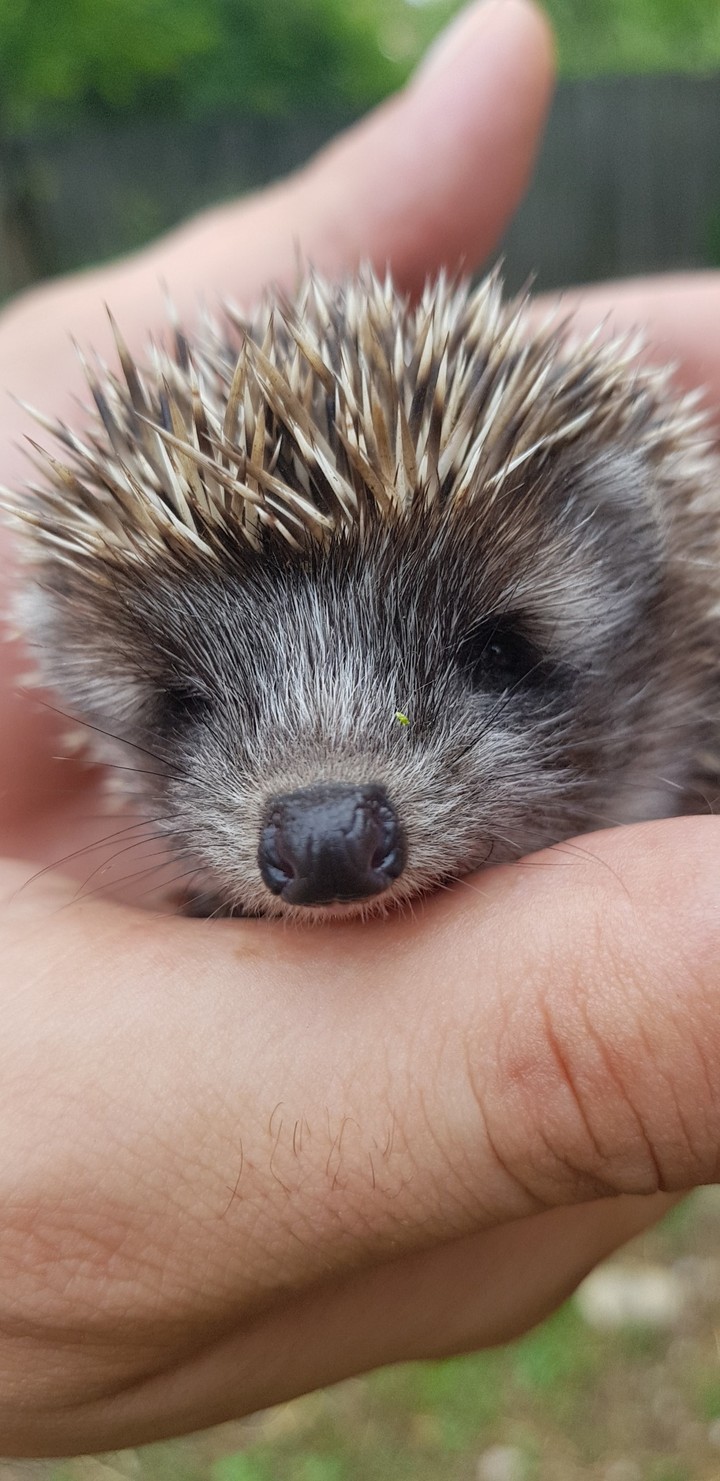 Little friend found in my yard