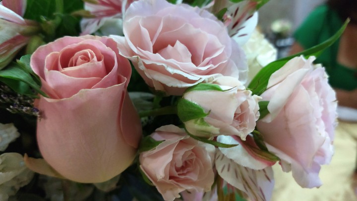 rosas