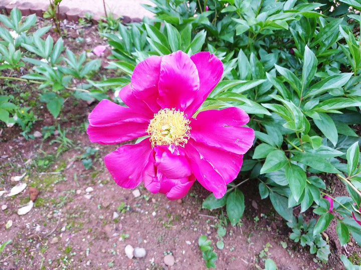 작약