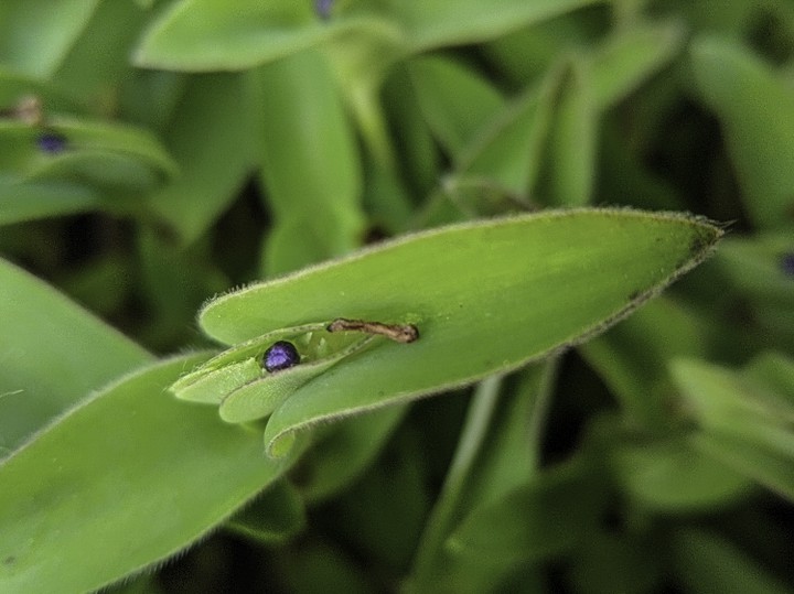 Seed
