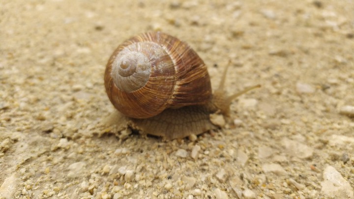 Csiga/Snail/Caracol