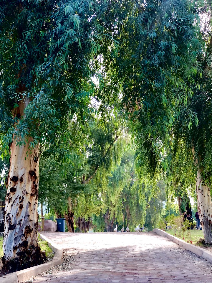 Camino al Bosque