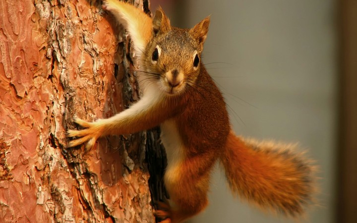 Look at the squirrel! It's so CUTE!