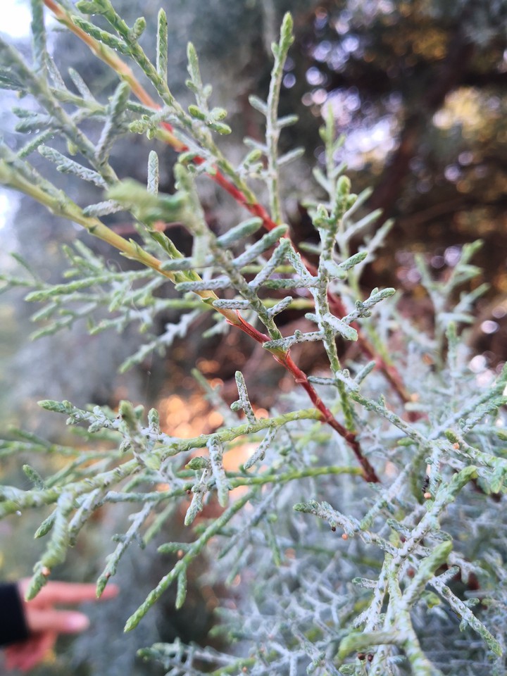 albero