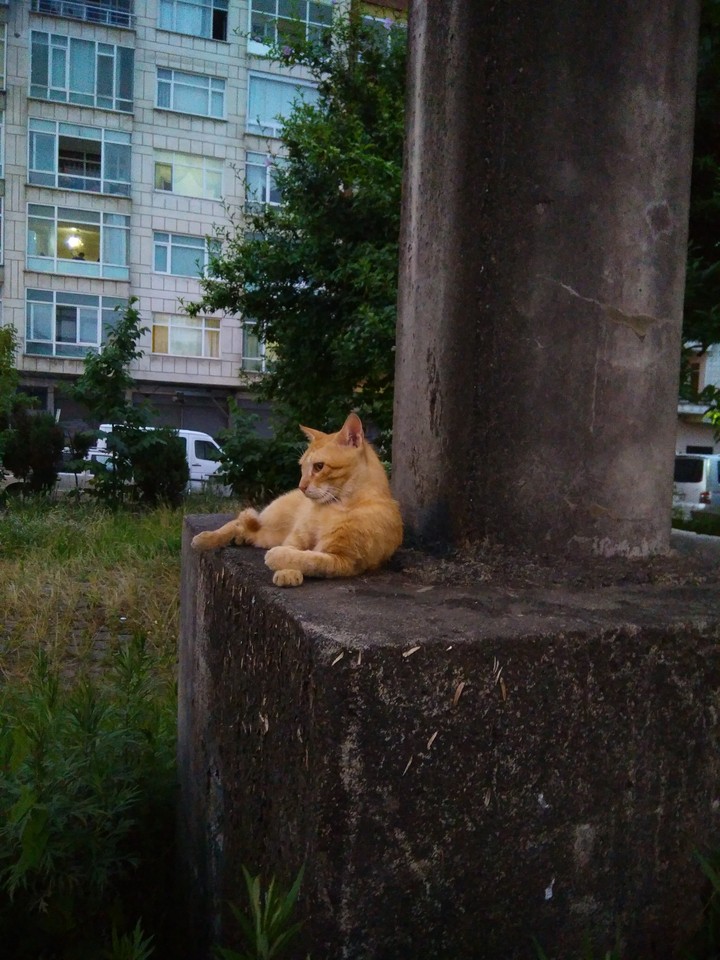 a cat in pleasure ?