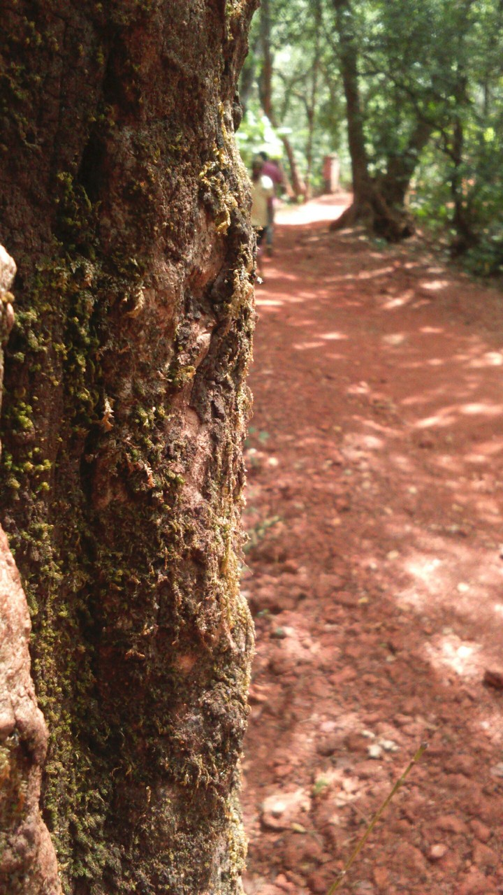 Trunk