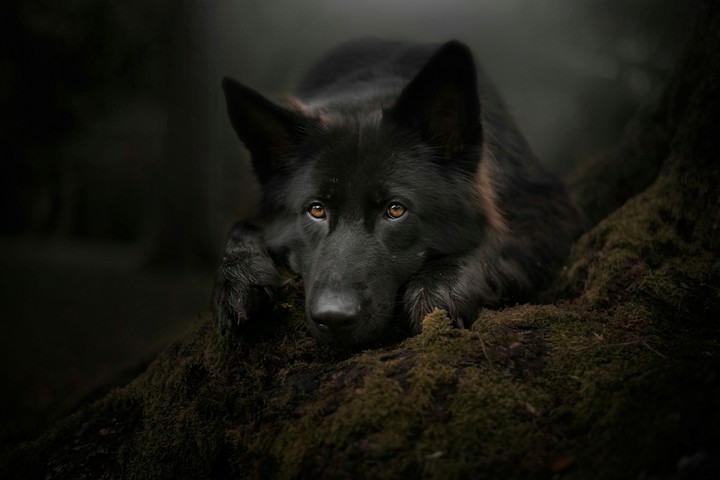 wolf