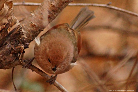 songbird, wood wallpapers