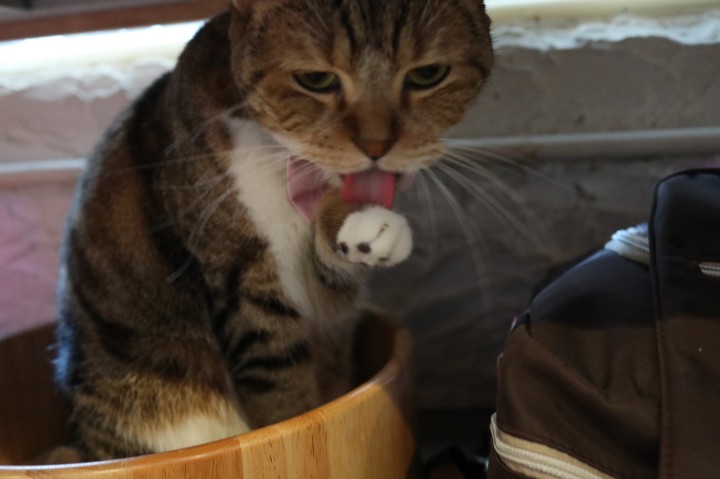 cat