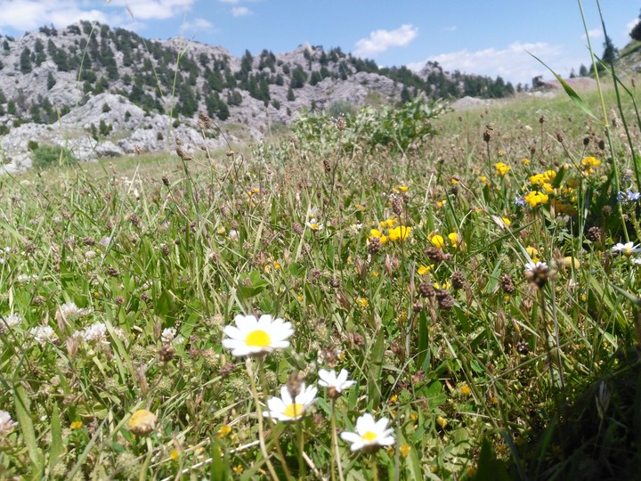doğa