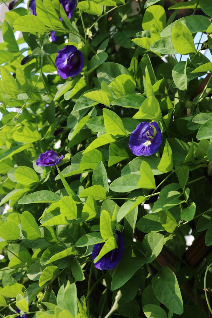 Clitoria ternatea
