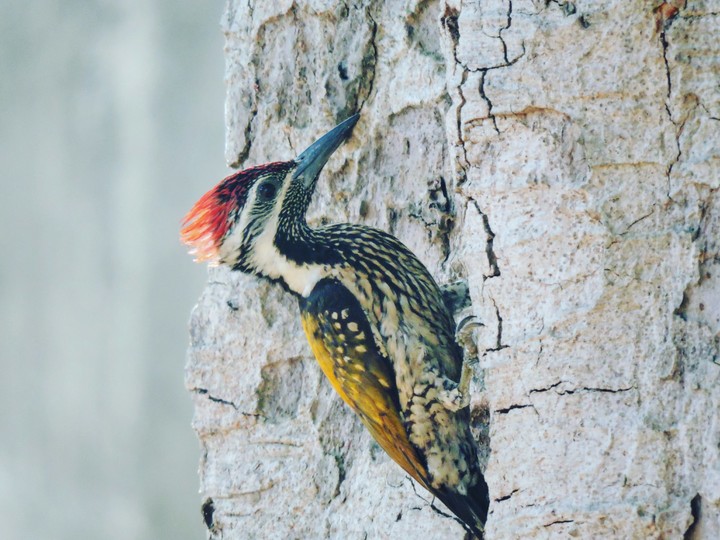 bird