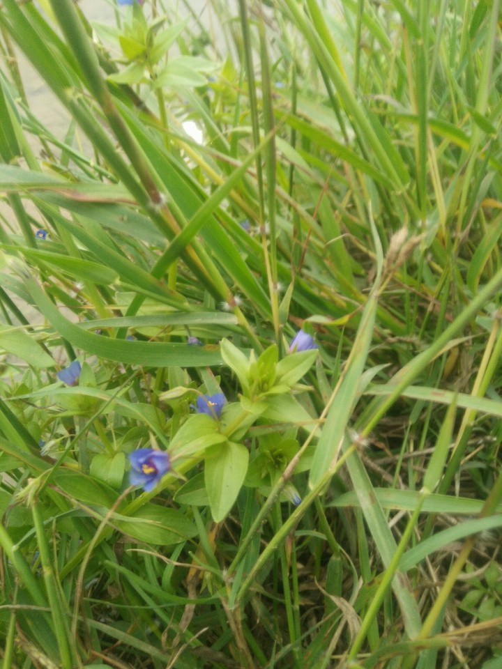Waist Grass