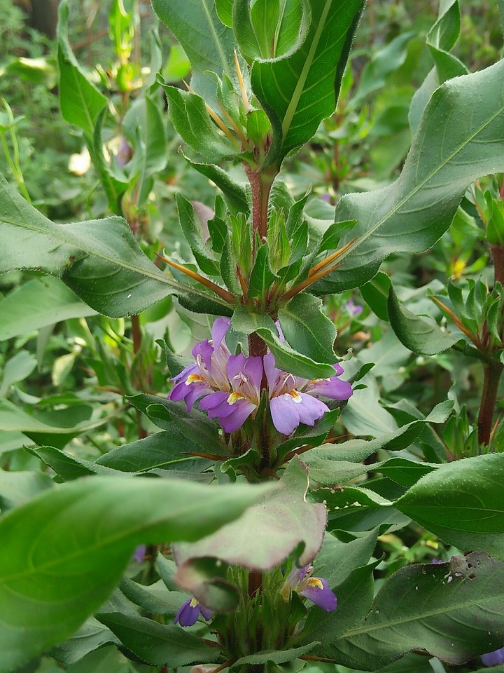 sonujai