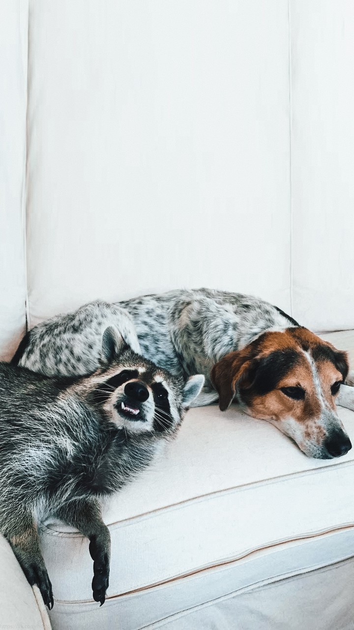 raccoon & dog