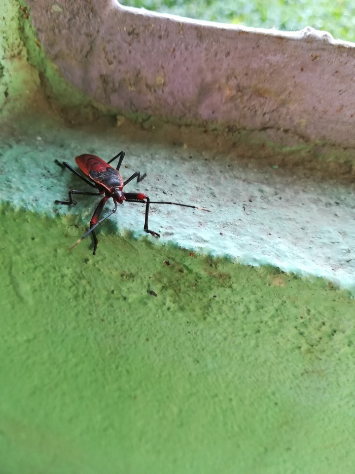 insect