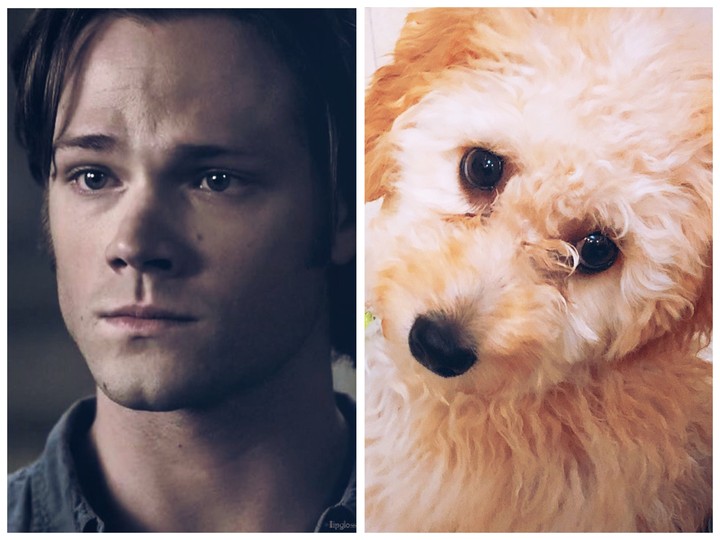 Puppy eyes