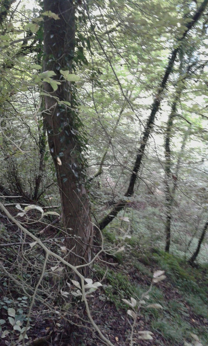 woods