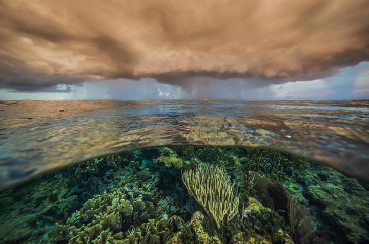 Nature under the sea