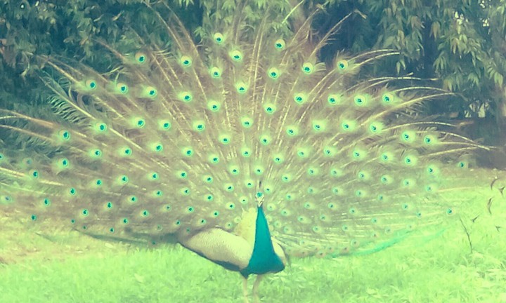Peacock