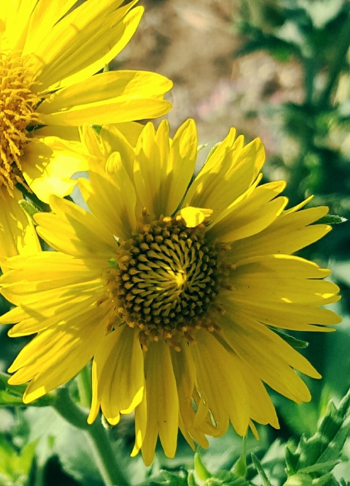 beautiful flower