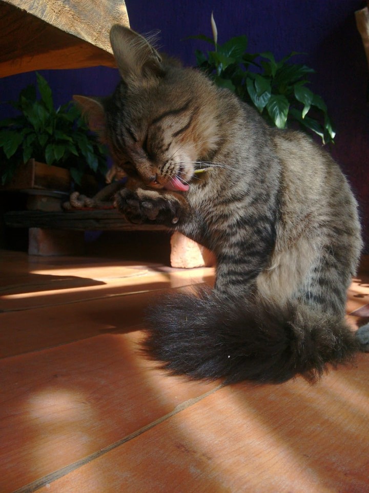 Cat