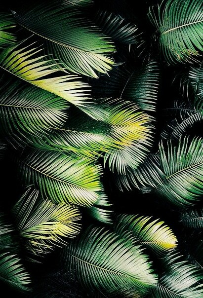 Palm leaves