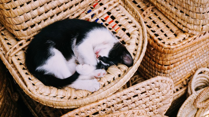 (｡◡‿◡｡✿)