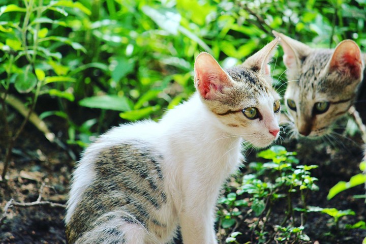 #cutie #mirrocat