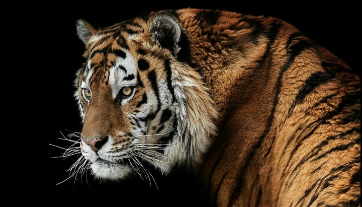 Animal World.