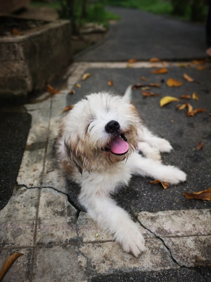 dogs