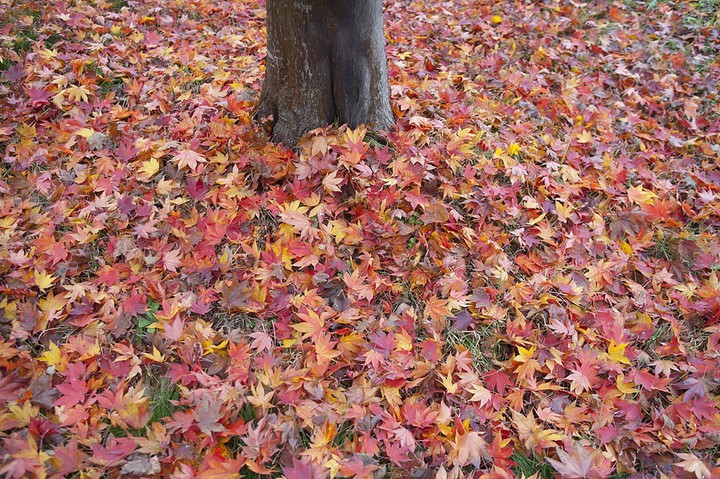 autumn