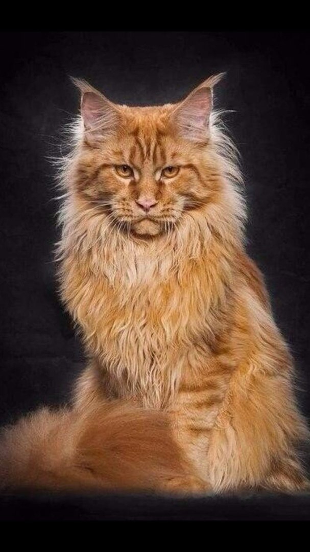 serious cat