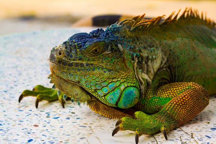 Cute lizard