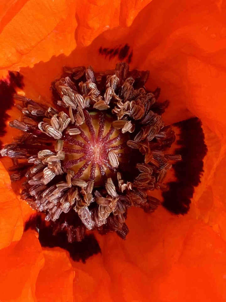 inbloom
