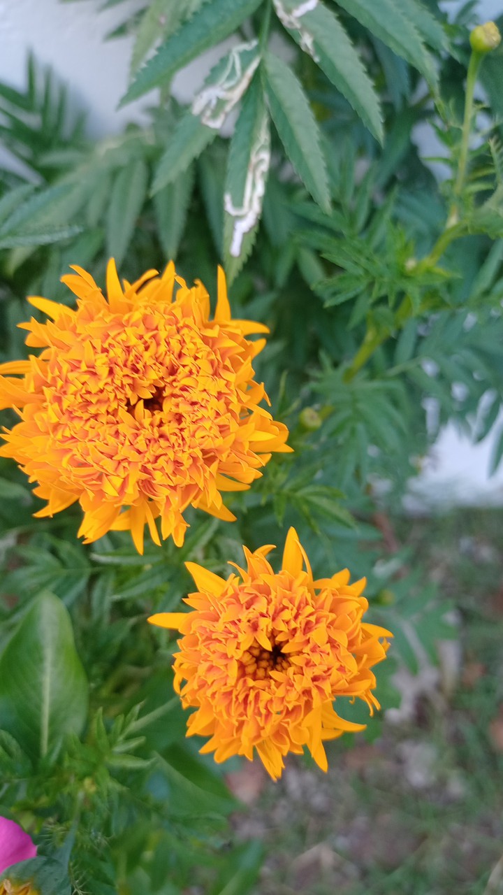 orange flower