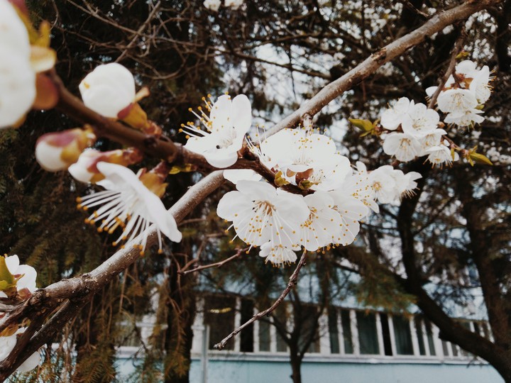 spring