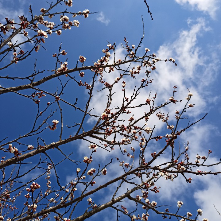 Spring весна