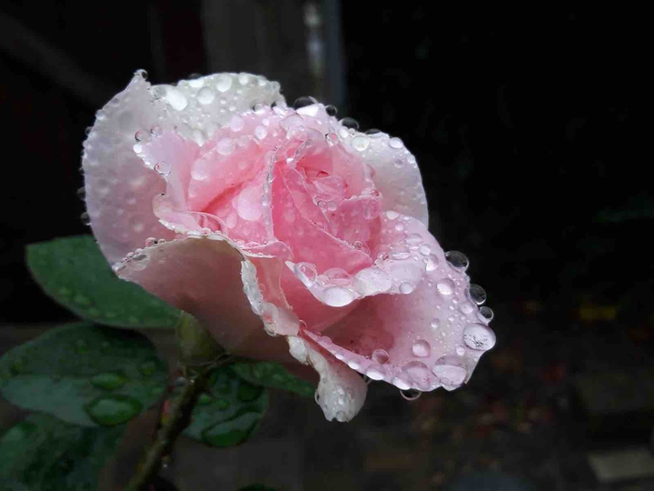 a pink rose with raindrops