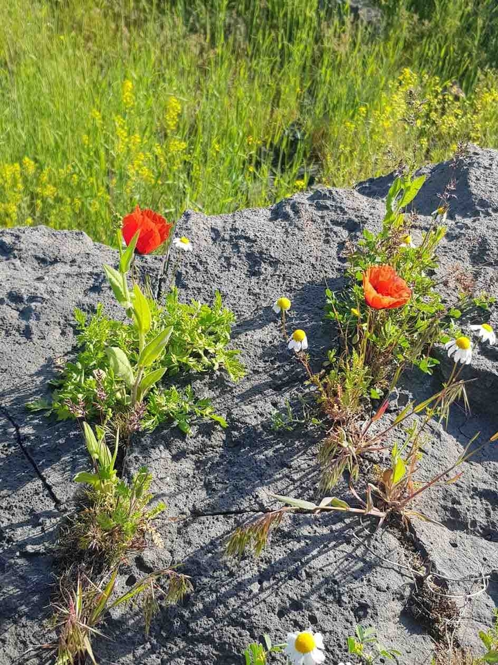 Сквозь камень