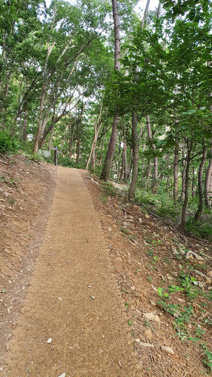 숲속길(road in the woods)