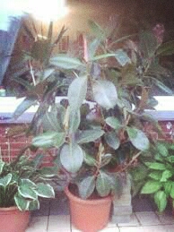 my houseplant
