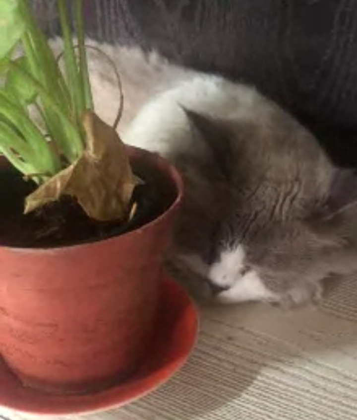 sleeping cat