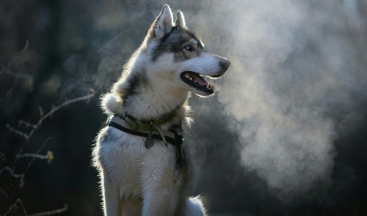 husky