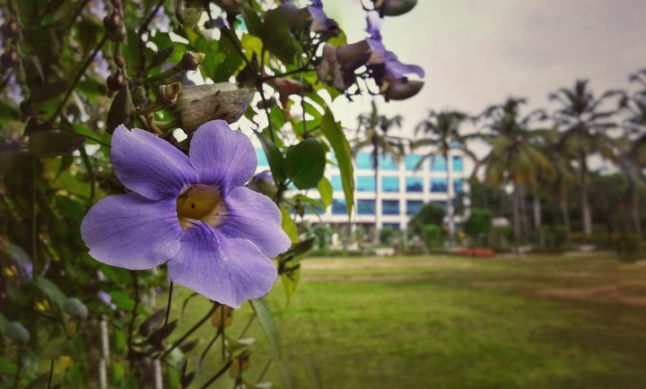 Blooming with Memories.......