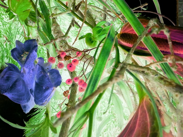 Flower Garden