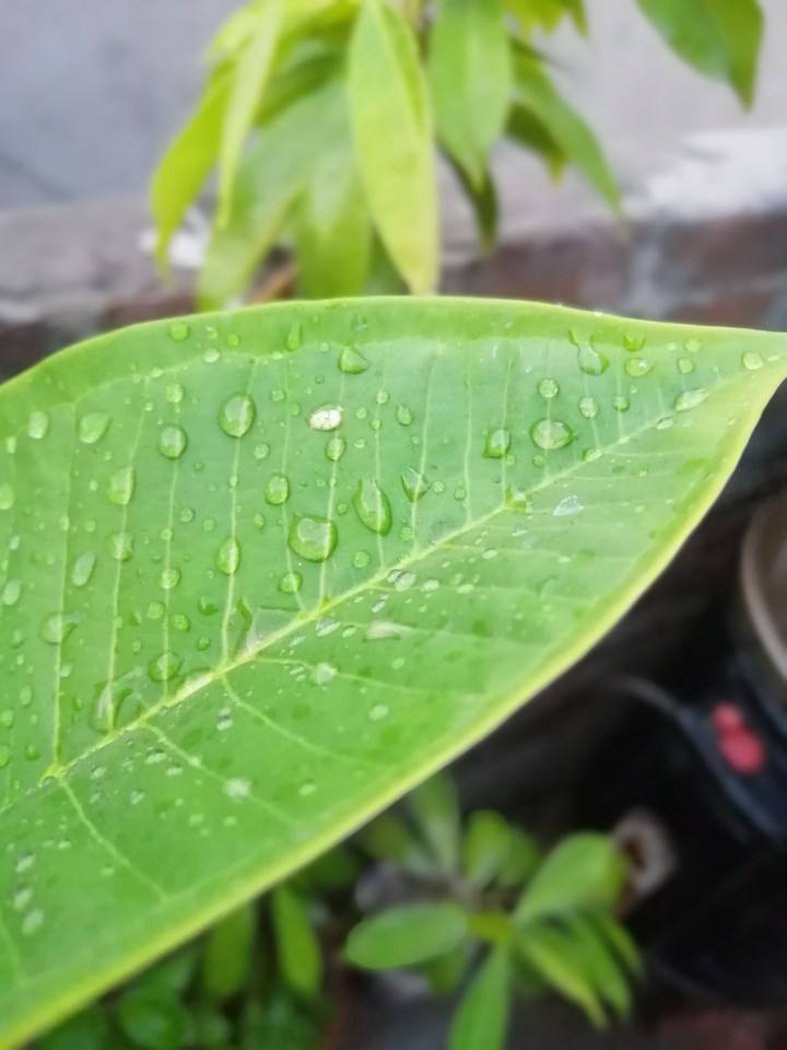 plant leaf