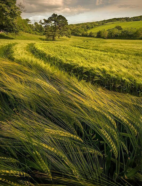 ταπετσαρίες vegetation, field