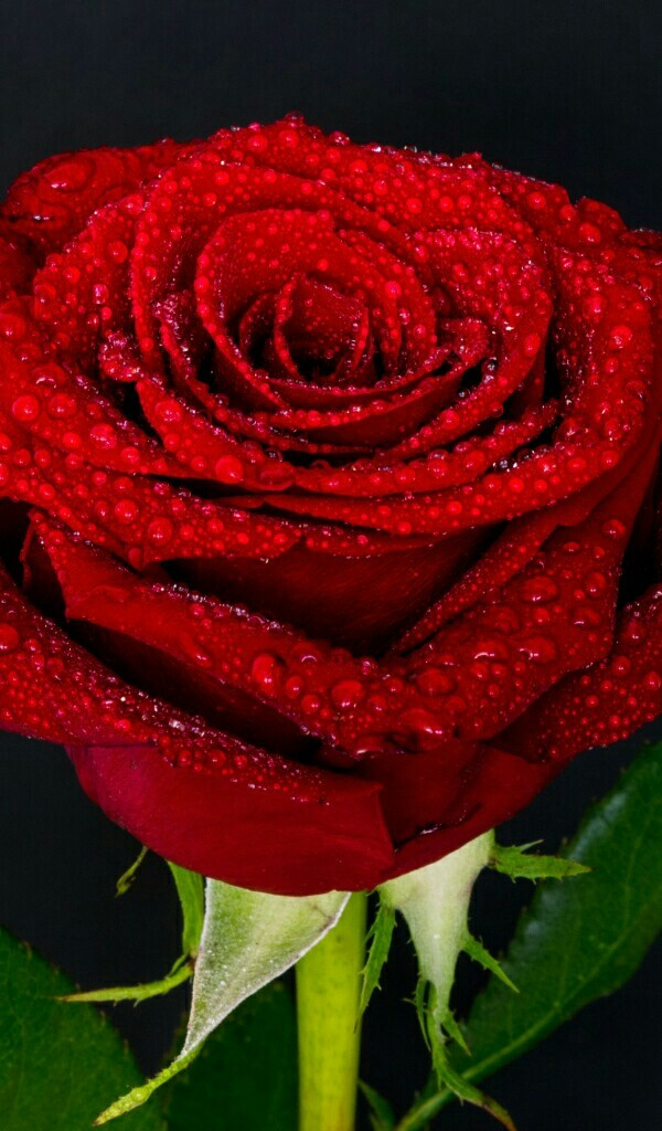 waterdrops on red rose
