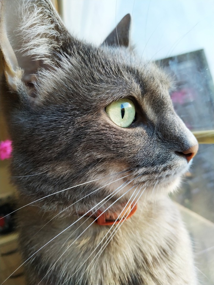 кот